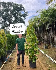 Foto: Árvore-mastro no viveiro do Horto Moura Brasil (etiqueta: “Árvore Mastro”).