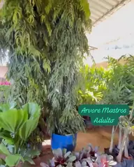 Vídeo: Árvore-mastro no viveiro do Horto Moura Brasil (etiqueta: “Arvore Mastros Adulto”).