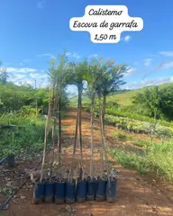 Foto: Escova-de-garrafa no viveiro do Horto Moura Brasil (etiqueta: “Calistemo Escova de garrafa 1,50 m”).