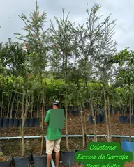 Foto: Escova-de-garrafa no viveiro do Horto Moura Brasil (etiqueta: “Calistemo Escova de Garrafa Semi adulto”).