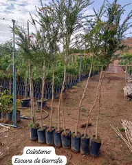 Foto: Escova-de-garrafa no viveiro do Horto Moura Brasil (etiqueta: “Calistemo Escova de Garrafa”).