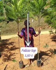 Foto: Felício no viveiro do Horto Moura Brasil.