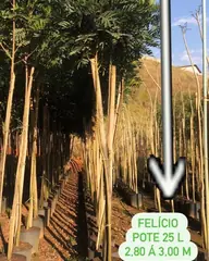 Foto: Felício no viveiro do Horto Moura Brasil.