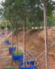 Vídeo: Felício no viveiro do Horto Moura Brasil (etiqueta: “Felicio Semi adulto”).