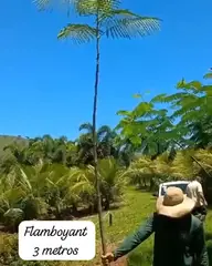 Vídeo: Flamboyant no viveiro do Horto Moura Brasil (etiqueta: “Flamboyant 3 metros”).