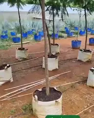 Vídeo: Flamboyant no viveiro do Horto Moura Brasil (etiqueta: “Flamboyant Semi Adulto”).