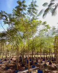 Vídeo: Flamboyant no viveiro do Horto Moura Brasil (etiqueta: “Flamboyant”).