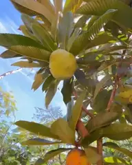 Vídeo: Flor-de-abril no viveiro do Horto Moura Brasil (etiqueta: “Flor de Abril”).
