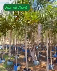 Vídeo: Flor-de-abril no viveiro do Horto Moura Brasil (etiqueta: “Flor de Abril”).