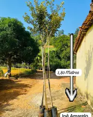 Foto: Ipê-amarelo no viveiro do Horto Moura Brasil (etiqueta: “1,80 Metros | Ipê Amarelo”).