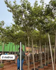 Foto: Ipê-amarelo no viveiro do Horto Moura Brasil (etiqueta: “6 metros | Ipê Amarelo”).
