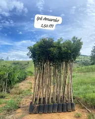 Foto: Ipê-amarelo no viveiro do Horto Moura Brasil (etiqueta: “Ipê Amarelo 1,50 M”).