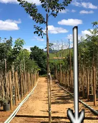 Foto: Ipê-amarelo no viveiro do Horto Moura Brasil (etiqueta: “IPÊ AMARELO POTE 25 L 3,00 M”).