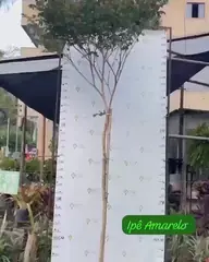 Vídeo: Ipê-amarelo no viveiro do Horto Moura Brasil (etiqueta: “Ipê Amarelo”).