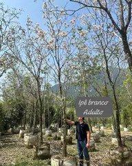 Foto: Ipê-branco no viveiro do Horto Moura Brasil (etiqueta: “Ipê branco Adulto”).