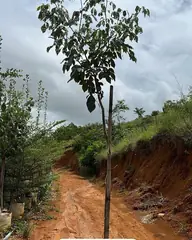 Foto: Ipê-branco no viveiro do Horto Moura Brasil (etiqueta: “Ipê branco | 3 metros”).