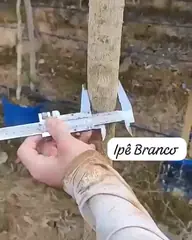 Vídeo: Ipê-branco no viveiro do Horto Moura Brasil (etiqueta: “Ipê Branco”).