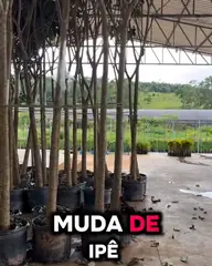 Vídeo: ipês-rosa semiadultos em vasos no viveiro coberto do Horto, com legendas da narração.