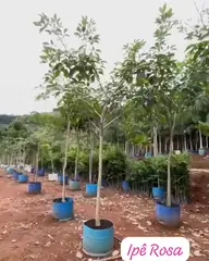 Vídeo: Ipê-rosa no viveiro do Horto Moura Brasil (etiqueta: “Ipê Rosa”).