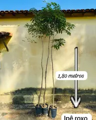 Foto: Ipê-roxo no viveiro do Horto Moura Brasil (etiqueta: “1,80 metros | Ipê roxo”).