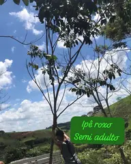 Foto: Ipê-roxo no viveiro do Horto Moura Brasil (etiqueta: “Ipê roxo Semi adulto”).