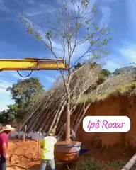 Vídeo: Ipê-roxo no viveiro do Horto Moura Brasil (etiqueta: “Ipê Roxo”).
