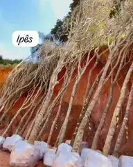 Vídeo: Ipês variados no viveiro do Horto Moura Brasil (etiqueta: “Ipês”).