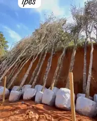 Vídeo: Ipês variados no viveiro do Horto Moura Brasil (etiqueta: “Ipês”).