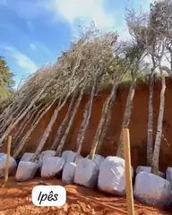 Vídeo: Ipês variados no viveiro do Horto Moura Brasil (etiqueta: “Ipês”).