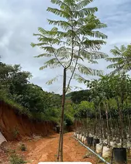 Foto: Jacarandá no viveiro do Horto Moura Brasil (etiqueta: “Jacarandá | 3 metros”).