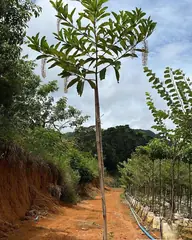 Foto: Lofantera no viveiro do Horto Moura Brasil (etiqueta: “Lofantera | 3 metros”).