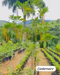 Vídeo: Lofantera no viveiro do Horto Moura Brasil (etiqueta: “Lanterneiro”).