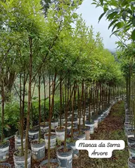 Foto: Manacá-da-serra no viveiro do Horto Moura Brasil (etiqueta: “Manca da Serra Árvore”).