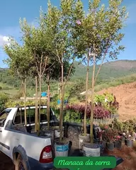 Foto: Manacá-da-serra no viveiro do Horto Moura Brasil (etiqueta: “Manaca da serra Árvore”).