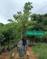 Foto: Pata-de-vaca no viveiro do Horto Moura Brasil (etiqueta: “Pata de vaca”).