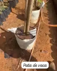 Vídeo: Pata-de-vaca no viveiro do Horto Moura Brasil (etiqueta: “Pata de vaca”).