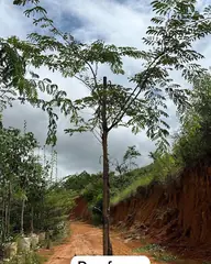 Foto: Pau-ferro no viveiro do Horto Moura Brasil (etiqueta: “Pau ferro | Semi Adulto”).