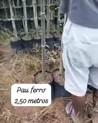 Vídeo: Pau-ferro no viveiro do Horto Moura Brasil (etiqueta: “Pau ferro 2,50 metros”).