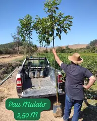 Foto: Pau-mulato no viveiro do Horto Moura Brasil (etiqueta: “Pau Mulato 2,50 M”).