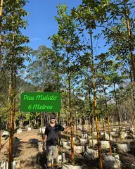 Foto: Pau-mulato no viveiro do Horto Moura Brasil (etiqueta: “Pau Mulato 6 Metros”).