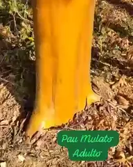 Vídeo: Pau-mulato no viveiro do Horto Moura Brasil (etiqueta: “Pau Mulato Adulto”).