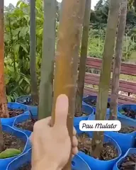 Vídeo: Pau-mulato no viveiro do Horto Moura Brasil (etiqueta: “Pau Mulato”).
