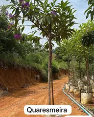 Foto: Quaresmeira no viveiro do Horto Moura Brasil (etiqueta: “Quaresmeira | 3 metros”).