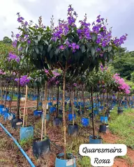 Foto: Quaresmeira no viveiro do Horto Moura Brasil (etiqueta: “Quaresmeira Roxa”).