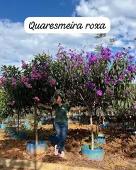 Foto: Quaresmeira no viveiro do Horto Moura Brasil (etiqueta: “Quaresmeira roxa”).