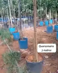 Vídeo: Quaresmeira no viveiro do Horto Moura Brasil (etiqueta: “Quaresmeira 3 metros”).