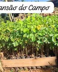 Foto: Sansão-do-campo no viveiro do Horto Moura Brasil (etiqueta: “Sansão do Campo”).