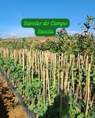 Foto: Sansão-do-campo no viveiro do Horto Moura Brasil (etiqueta: “Sansão do Campo Sacola”).