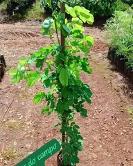 Foto: Sansão-do-campo no viveiro do Horto Moura Brasil (etiqueta: “Sansão do campo 1 M”).