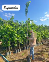 Foto: Sapucaia no viveiro do Horto Moura Brasil (etiqueta: “Sapucaia”).